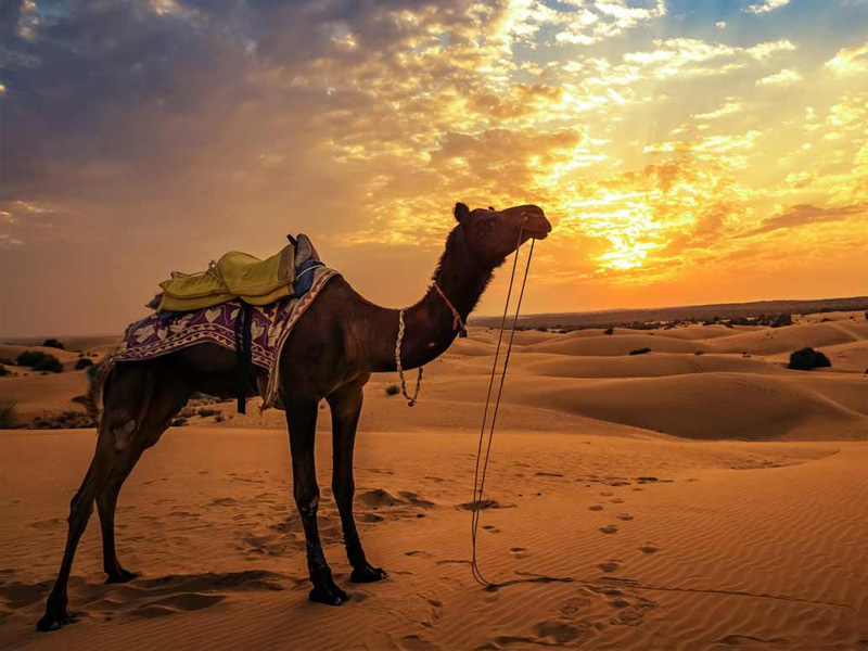 camel-safari-jaisalmer